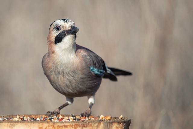 A tükörképüket támadó madarak védelmére hívják fel a figyelmet a természetvédők