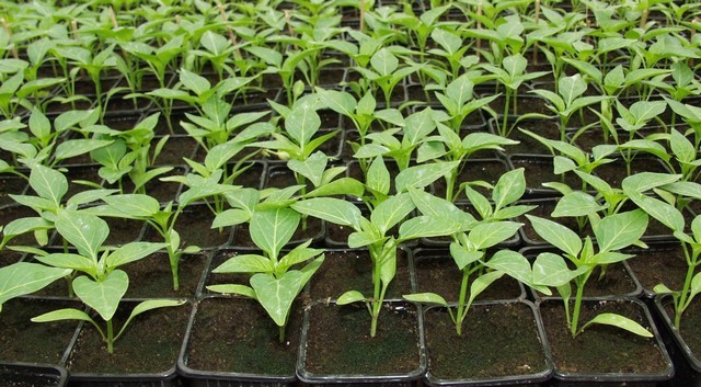 Zöldségnövény palántanevelési tanfolyamot hirdet a MATE