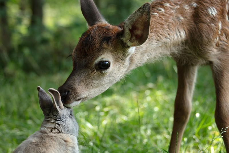 Díjnyertes filmek premier előtt az Európai Art Mozi Napon bambi